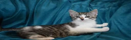 Mixed Breed cats for sale: 6 Gorgeous kittens for sale - Advert 11
