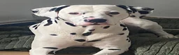 Dalmatian dogs for stud: Proven KC Dalmatian stud baer+\+ - Advert 4