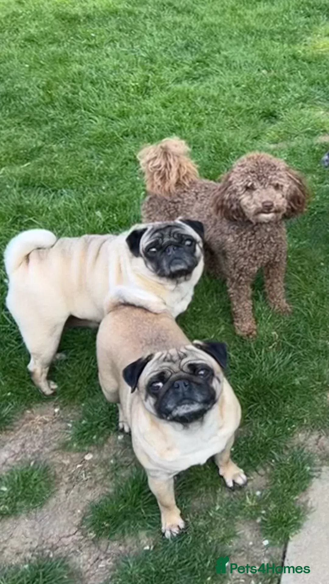 Toy Poodle dogs for stud: Health tested KC chocolate toy poodle stud in Stevenage - Advert 7