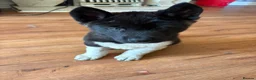 Akita dogs for sale: Wanted: new home for male Akita puppies ready now! - Advert 12