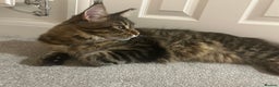 Maine Coon cats for sale: Maine Coone rehoming - Advert 5