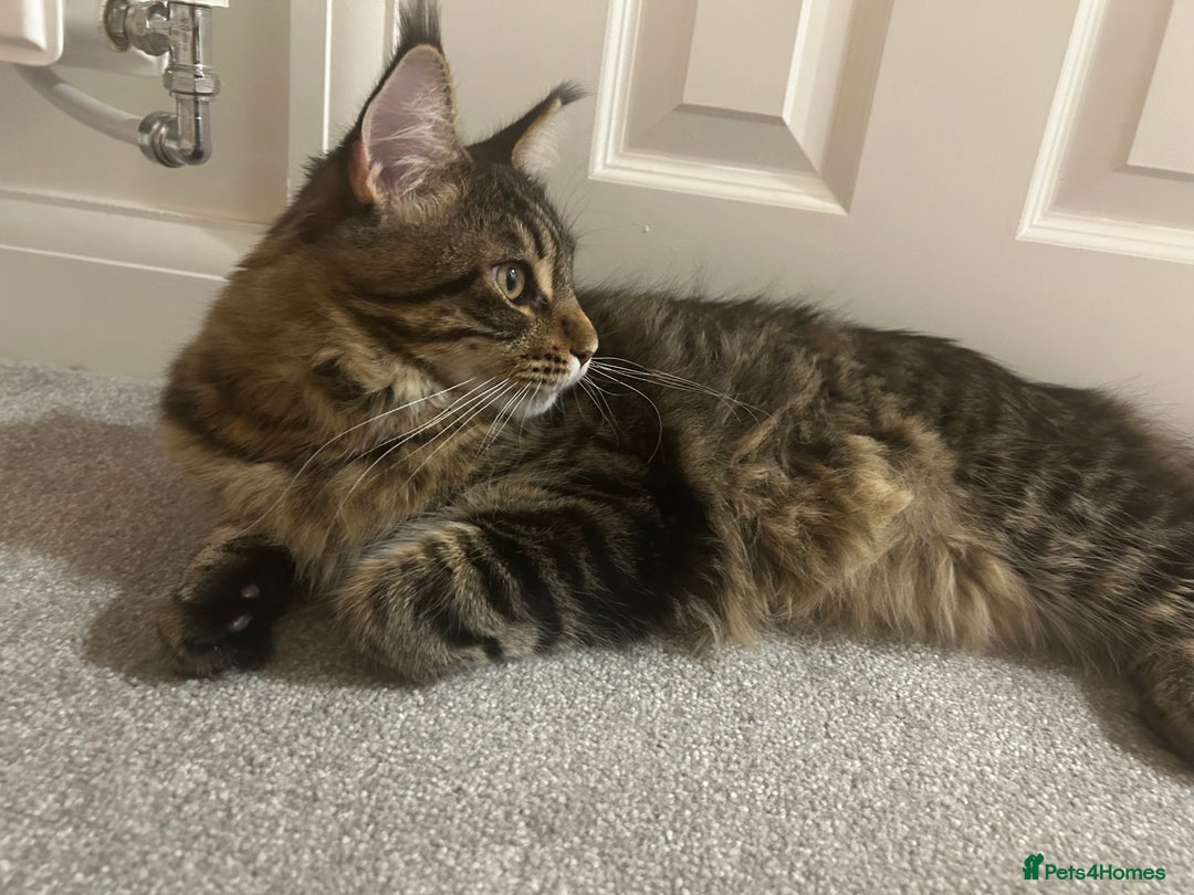 Maine Coon cats for sale: Maine Coone rehoming - Advert 5