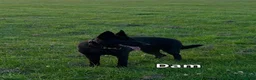 German Shepherd dogs for sale: Elite DDR / Czech Working Line GSD Pups in Ashton-under-Lyne - Advert 5