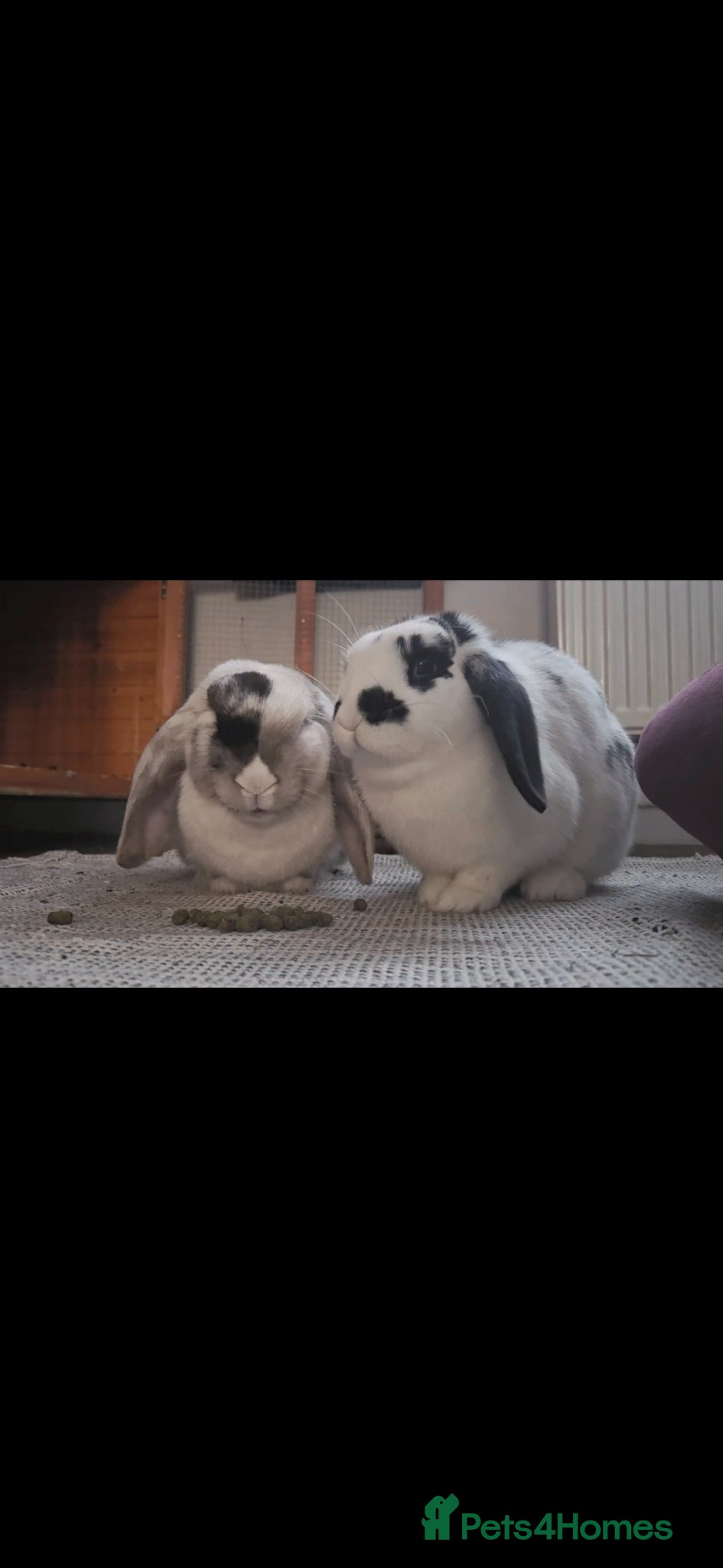 Mixed Breed rabbits 2 Female Rabbits- Misty & Storm - Advert 1