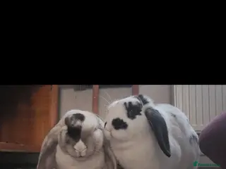 Mixed Breed rabbits 2 Female Rabbits- Misty & Storm - Advert 1
