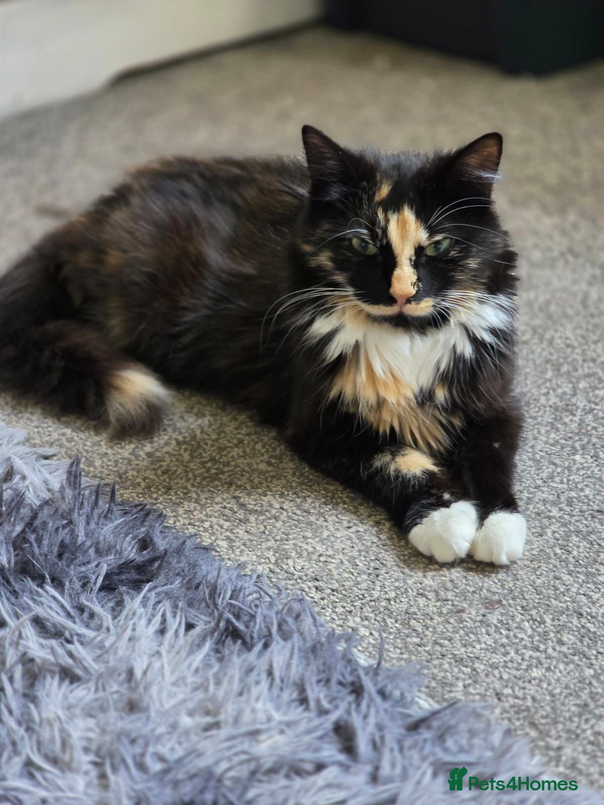 Mixed Breed cats Leo&blue - Advert 5