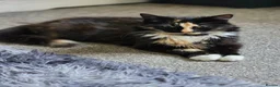 Mixed Breed cats for sale: Leo&blue in Stourbridge - Advert 1