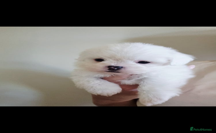 Zuchon dogs - Advert 1