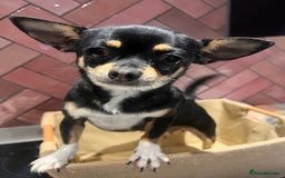 Chihuahua dogs for sale: Absolutely gorgeous Chihuahua Beau for sale  in Bristol - Image 1