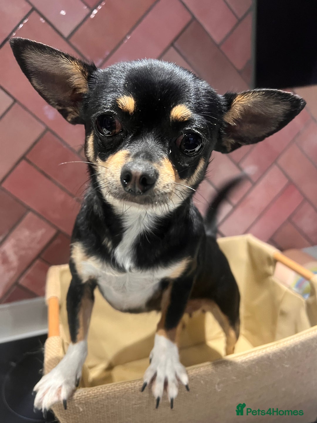 Chihuahua dogs for sale: Absolutely gorgeous Chihuahua Beau for sale  in Bristol - Image 1