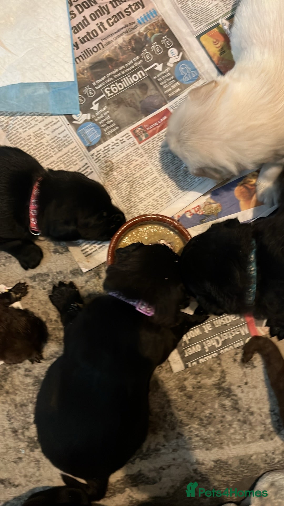 Labrador Retriever dogs for sale: Labrador puppies - Image 4