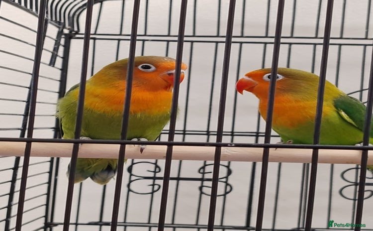 Lovebirds birds - Advert 5