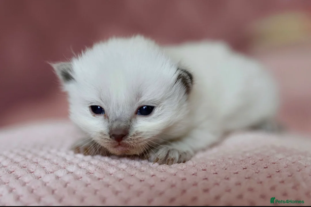 Ragdoll cats for sale: Beautiful GCCF champion ragdolls  - Advert 3