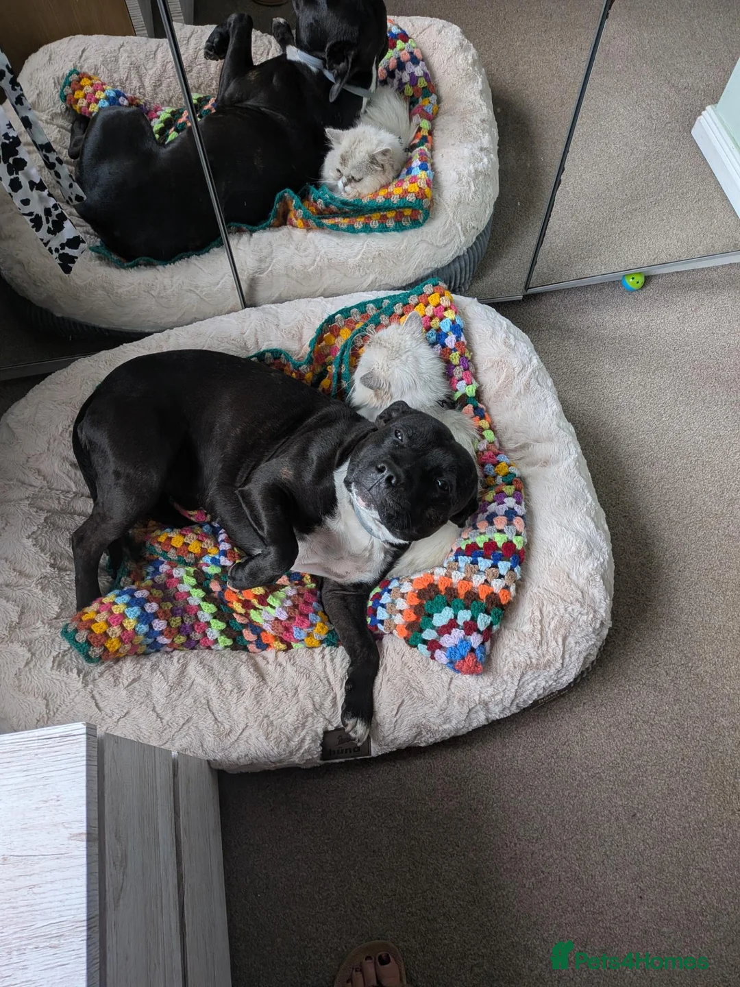 Staffordshire Bull Terrier dogs for stud: Zeus 🐅 - Advert 6