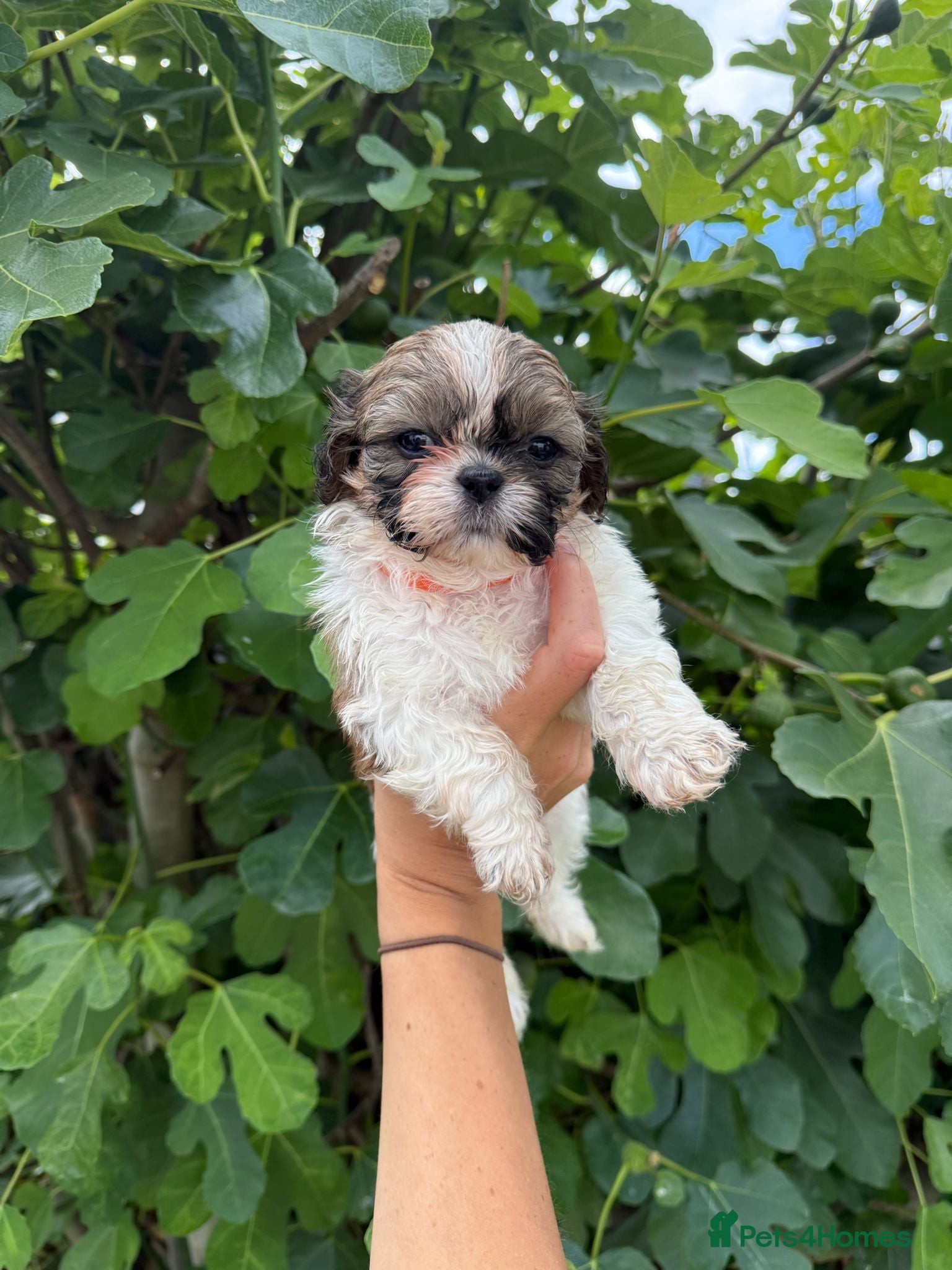 Shih Tzu dogs Pure-bred Shih tzu pups - Advert 1