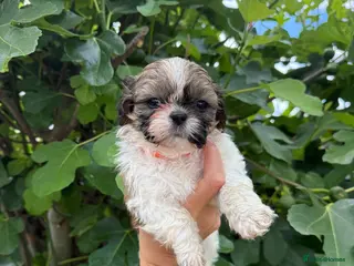 Shih Tzu dogs Pure-bred Shih tzu pups - Advert 1