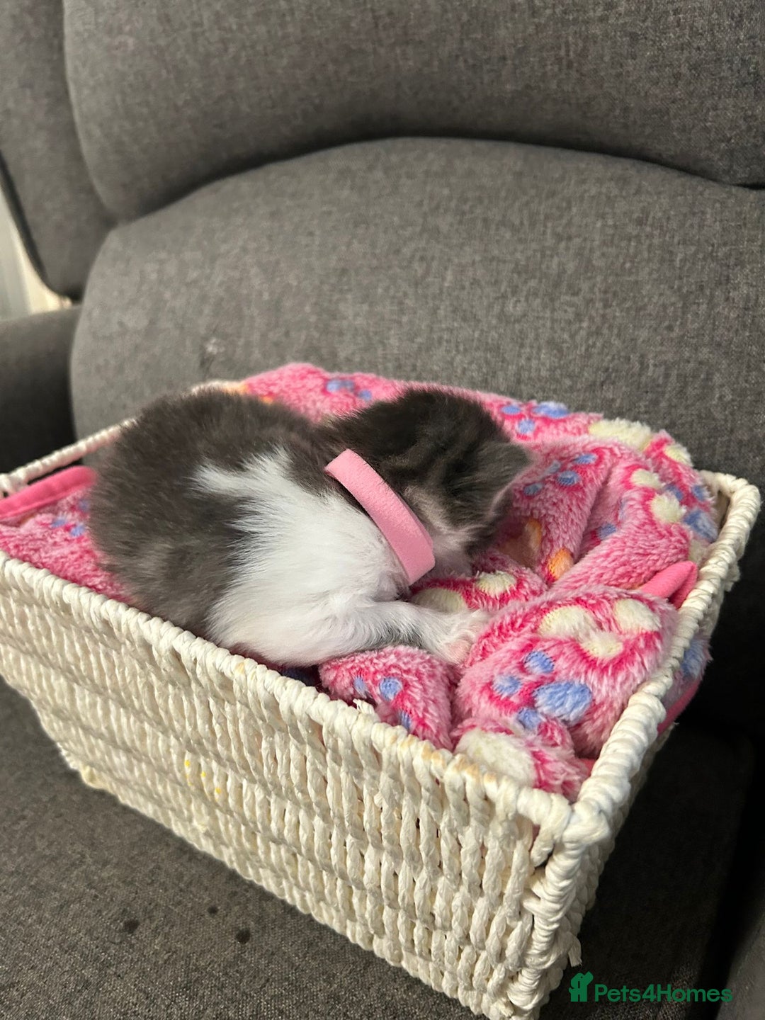 Mixed Breed cats for sale: Beautiful kittens 3 girls 1 boy  - Image 8