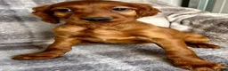 Irish Setter dogs for sale: Out standing litter of Irish setter puppies  - Advert 6