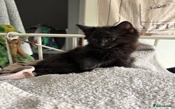 Mixed Breed cats for sale: Four Gorgeous Kittens Looking For Their Hoomans - Image 20