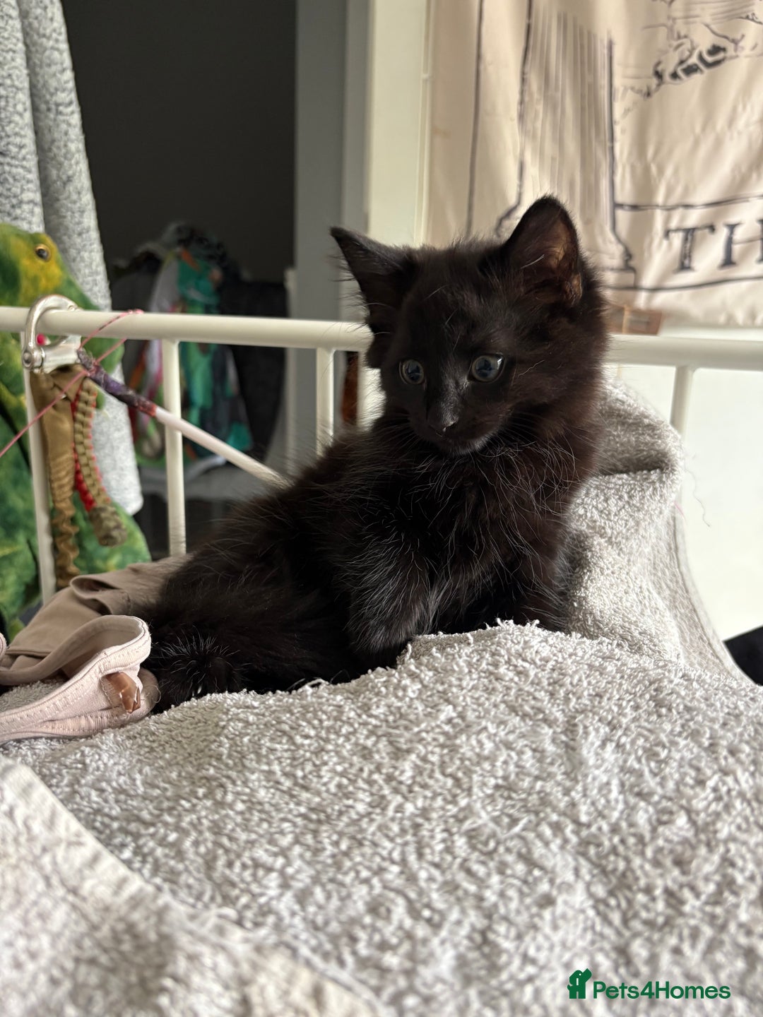 Mixed Breed cats for sale: Four Gorgeous Kittens Looking For Their Hoomans - Image 20