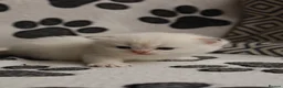 British Longhair cats for sale: British Longhair BSH - Advert 9