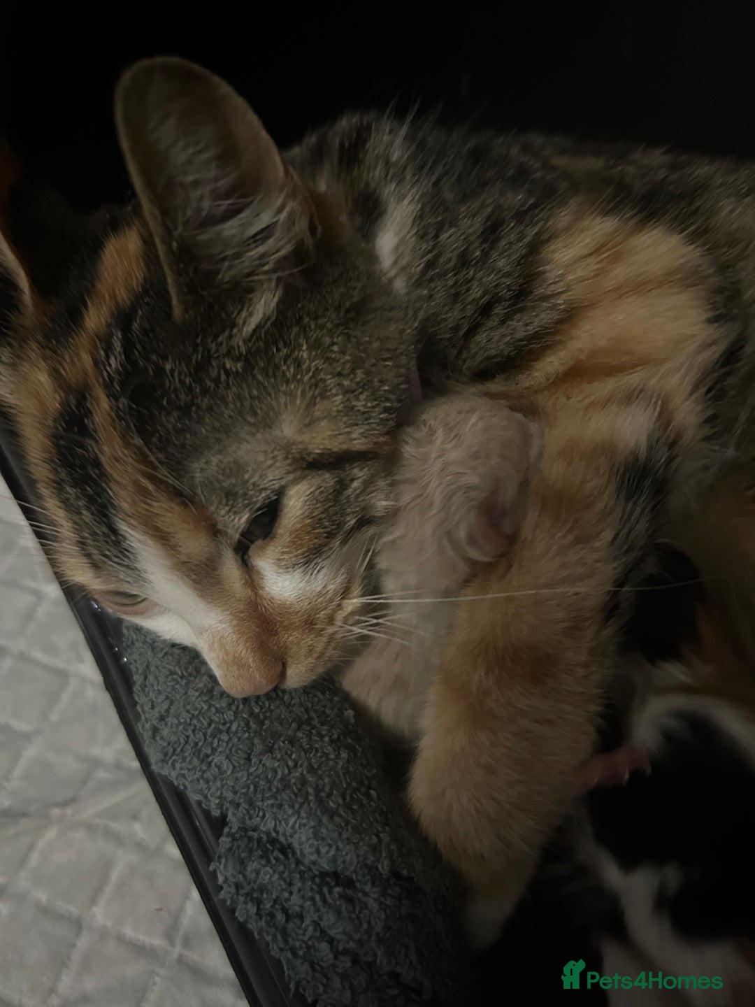 Mixed Breed cats for sale: Two male ginger kittens one female grey and beige  - Image 7