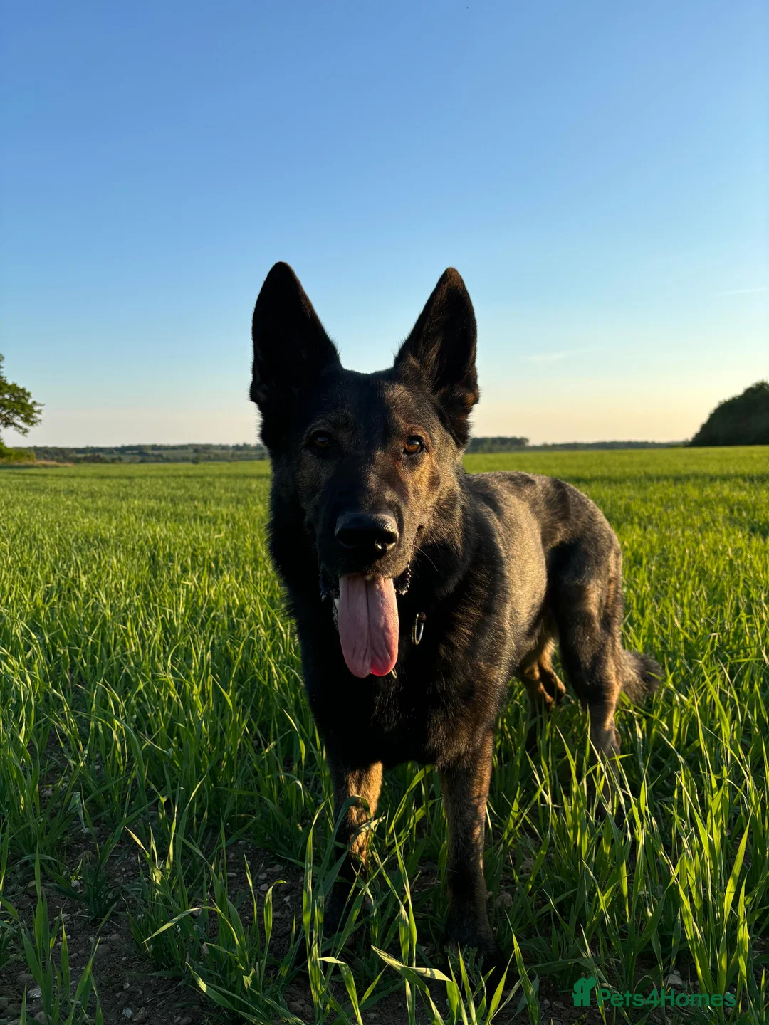 German Shepherd dogs for sale: German Shepherd DDR - Advert 2