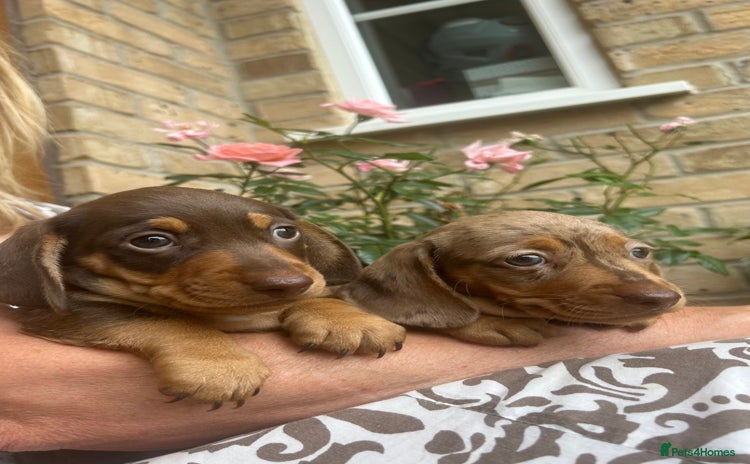 Miniature Dachshund dogs - Advert 1