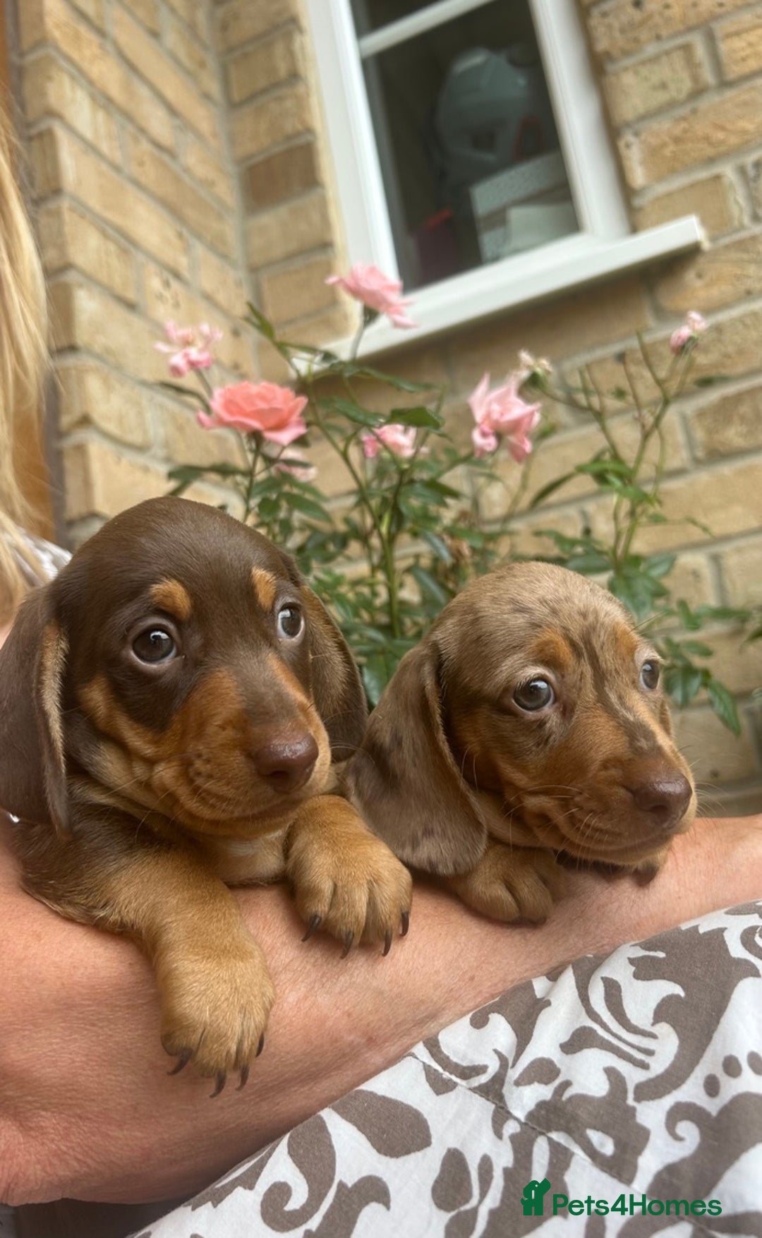 Miniature Dachshund dogs for sale: Quality KC reg, PRA clear miniature dachshunds! - Image 1