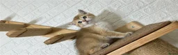 Scottish Fold cats for sale:     Little Golden Teddy Bear  Incredibly Sweet Boy - Advert 20