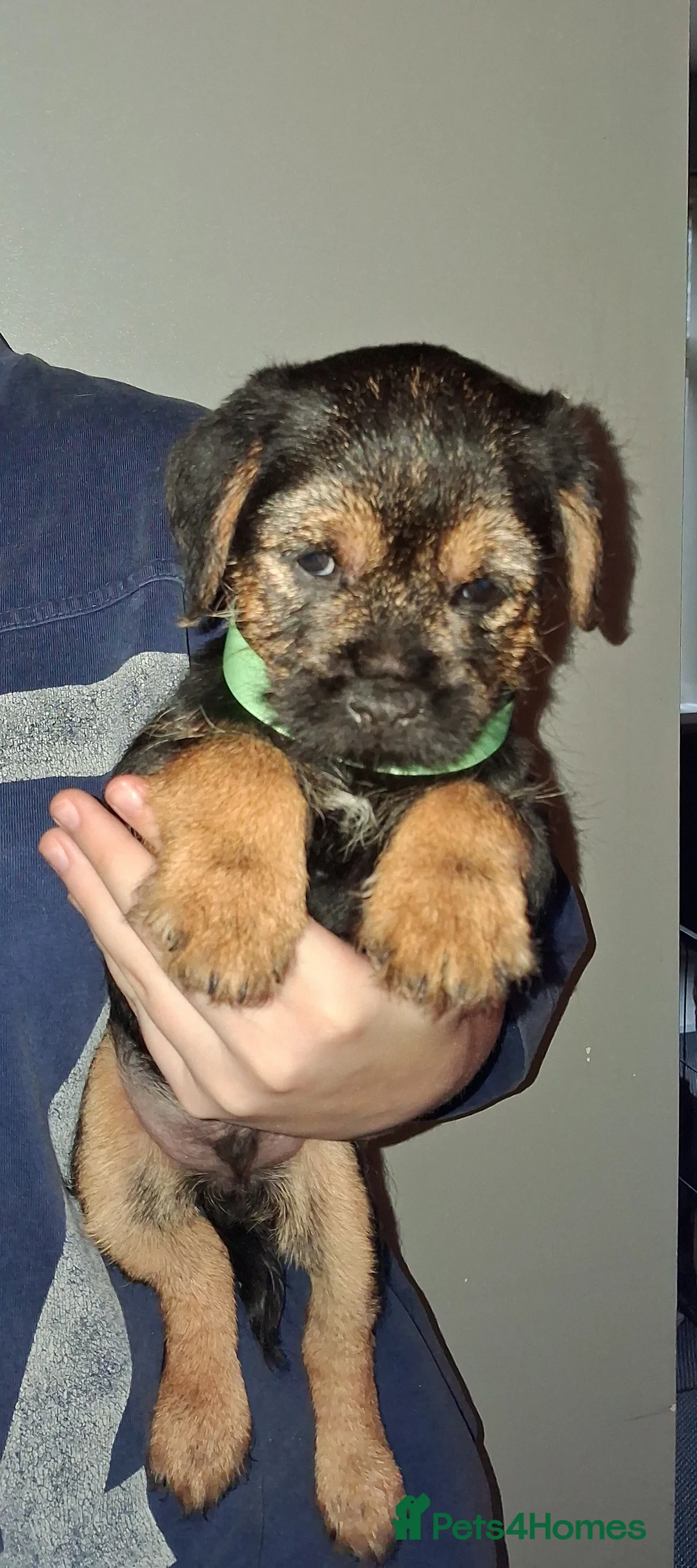 Border Terrier dogs for sale: Kc Reg Border Terrier Puppies  - Advert 10