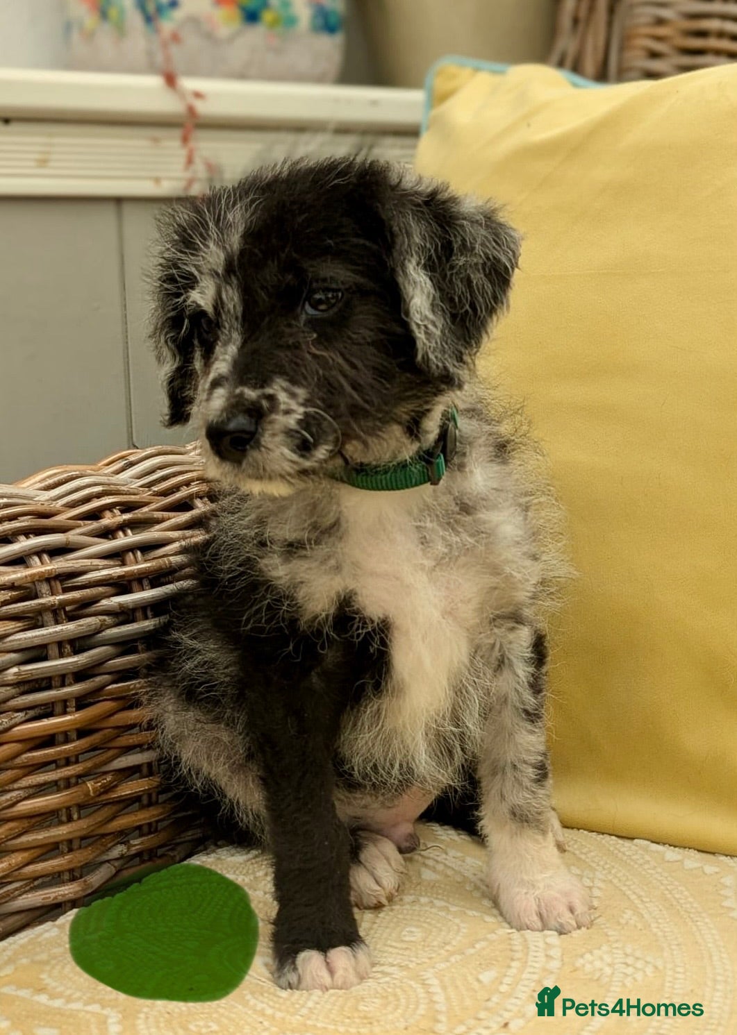 Bordoodle dogs for sale: Standard Bordoodle puppies- ready now - Advert 12