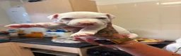 Staffordshire Bull Terrier dogs for sale: Puppys puppys puppys - Advert 17