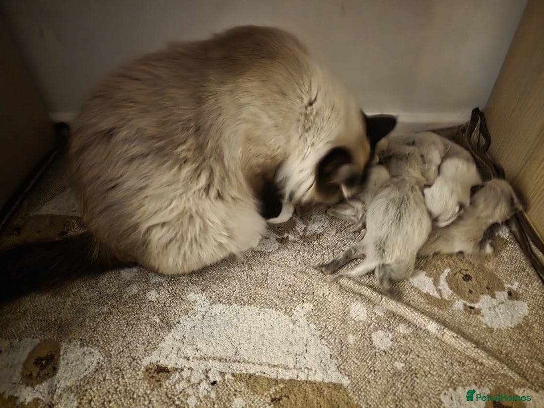 Ragdoll cats for sale: Pure Ragdoll Kittens  - Advert 3