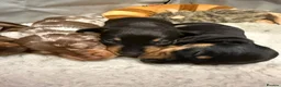 Miniature Dachshund dogs for sale: Smooth Haired Miniature Dachshunds in Wallingford - Advert 5