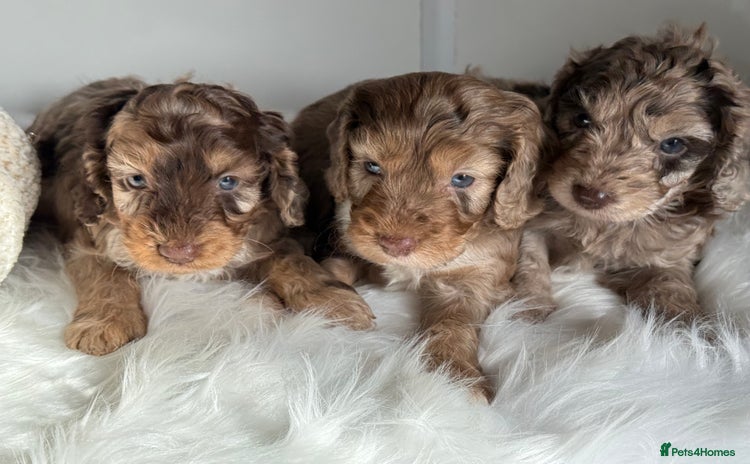 Cockapoo dogs - Advert 1
