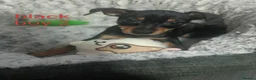 Miniature Pinscher dogs for sale: 6 Beautiful Miniature pincher Puppies  - Advert 6