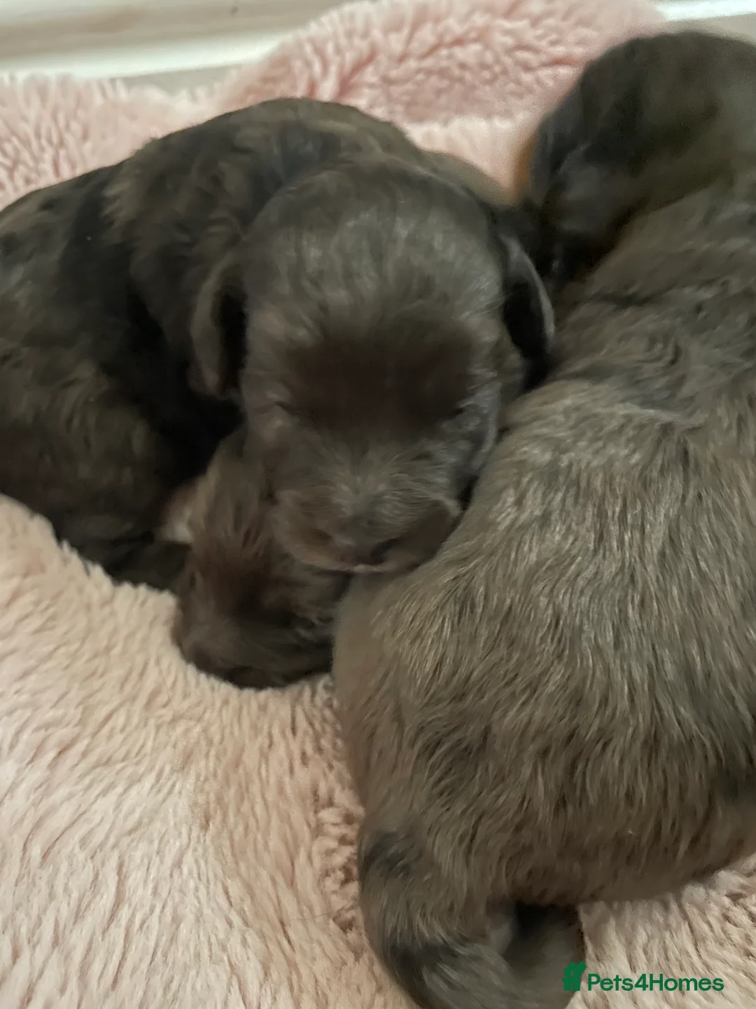 Cockapoo dogs for sale: 4 Toy cocker poos  - Advert 7