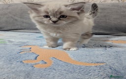 Ragdoll cats for sale: Fluffy Ragdolls - Image 3