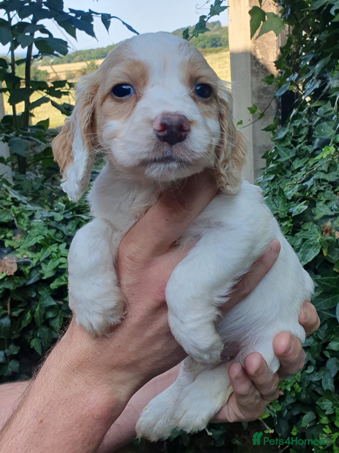 Cocker Spaniel dogs for sale: Cocker spaniel puppies - Image 4