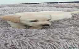 Labrador Retriever dogs for sale: Labrador puppies  - Image 8