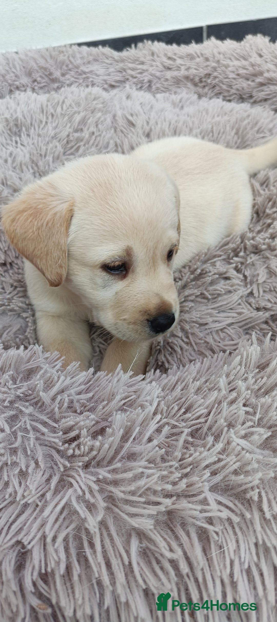 Labrador Retriever dogs for sale: Labrador puppies  - Image 8