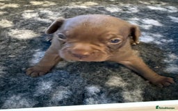 Mixed Breed dogs for sale: Frocks  - Image 31