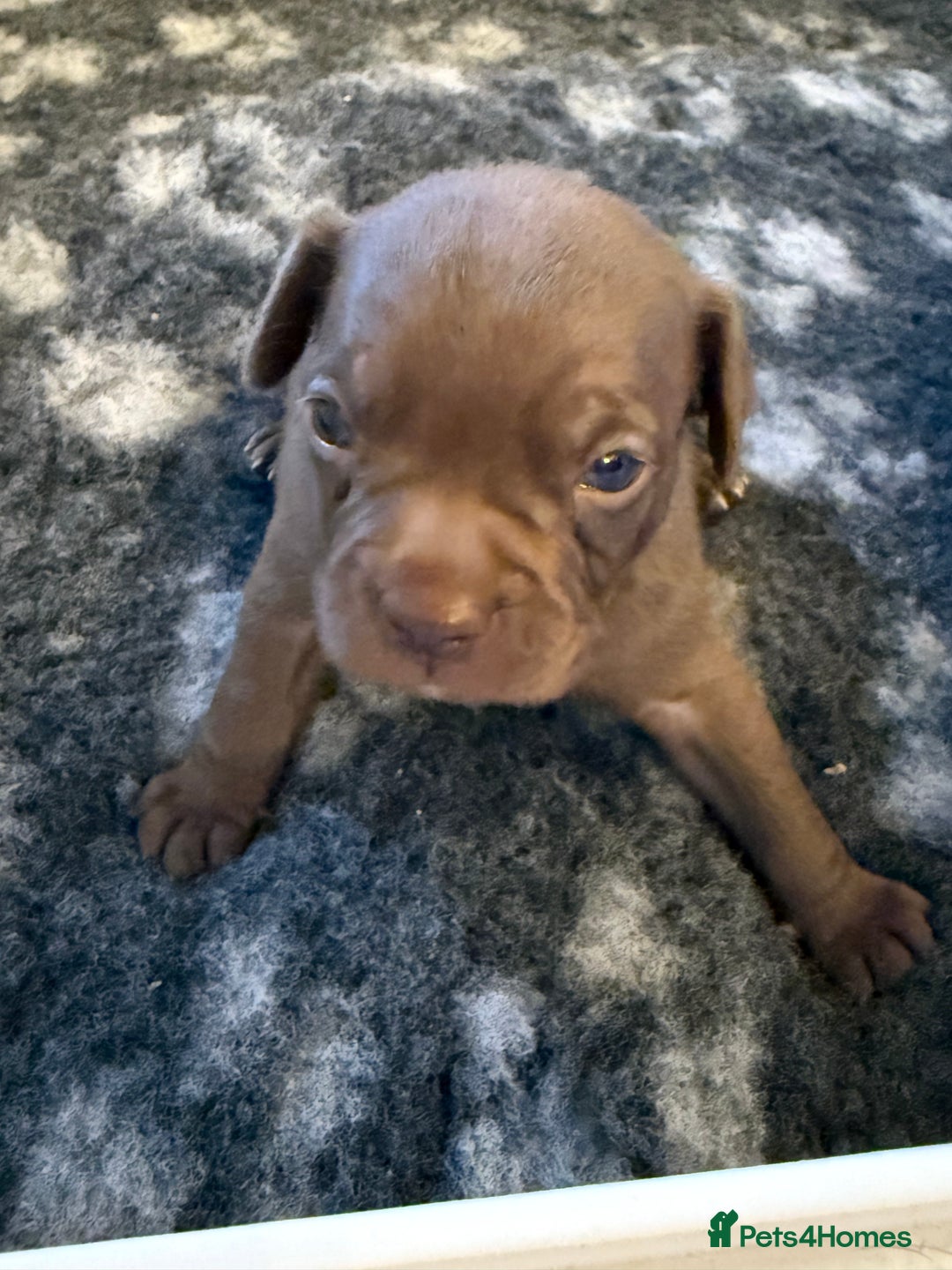 Mixed Breed dogs for sale: Frocks  - Image 31