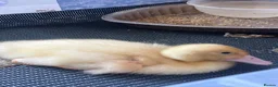 Ducks poultry for sale: Pure Aylesbury Duckling. Just 1  in London - Advert 2