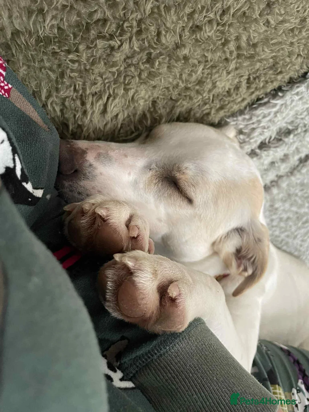 Mixed Breed dogs for adoption: Miss Archer is looking for her forever home  - Advert 11