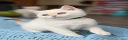 British Shorthair cats for sale: British Shorthair blue/odd eyed kittens  - Advert 25