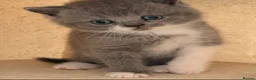 British Shorthair cats for sale:  Beautiful British Shorthair Kittens ✨🐾 - Advert 14