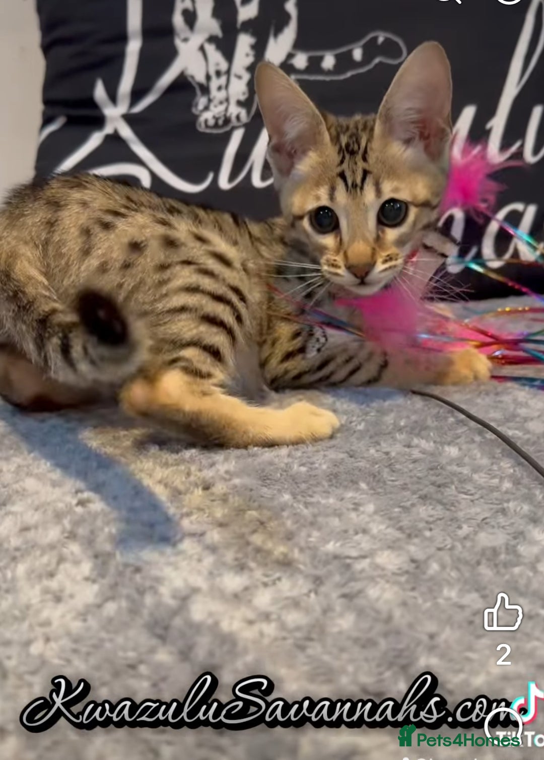 Savannah cats for sale: 12 Weeks Old 5*! -Exceptional Quality Tica Registr - Advert 29