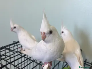 Cockatiels birds Baby Cockatiels - Albino with red eyes - Advert 11
